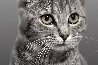 转载：MEOW MEOW?
